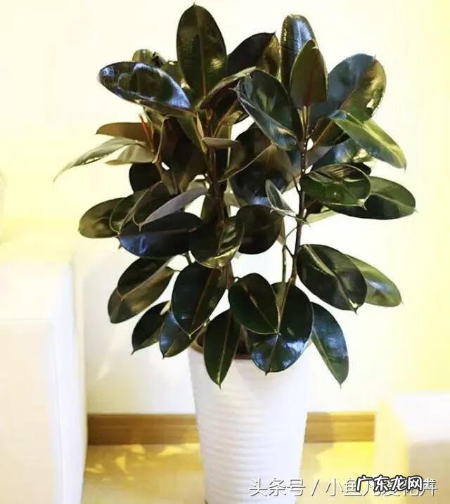 家里养橡皮树的风水