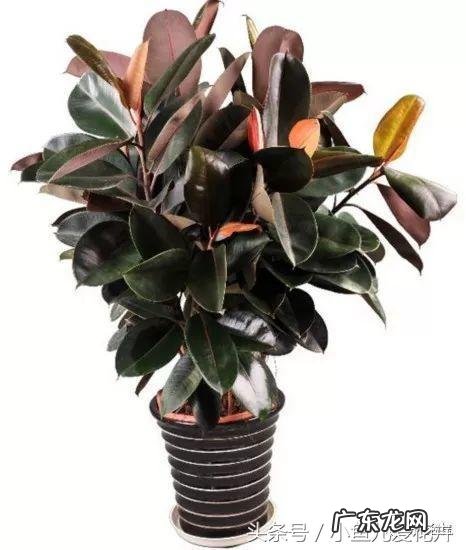 家里养橡皮树的风水