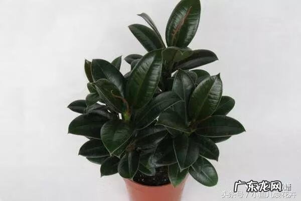 家里养橡皮树的风水