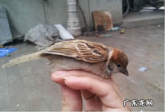 燕子归巢的风水