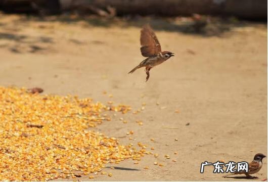 燕子归巢的风水