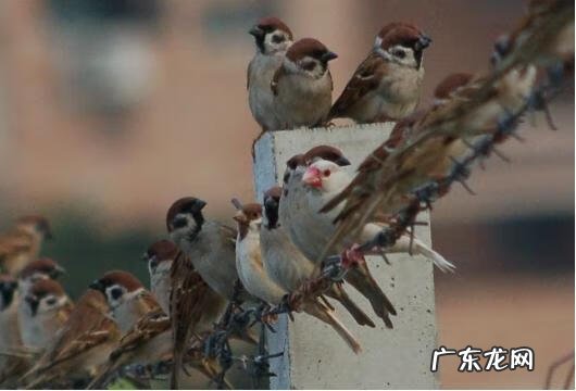 燕子归巢的风水