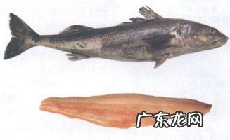 黑鳕鱼和真鳕鱼哪个适合宝宝吃 黑鳕鱼和真鳕鱼的区别哪种好吃
