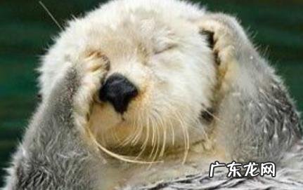 海獭为什么喜欢捂眼睛 海獭为什么喜欢捂眼睛呢