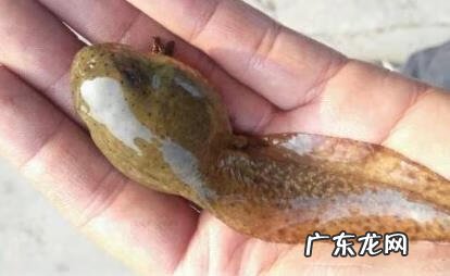 三叠尾蛙 奇异多指节蛙图片