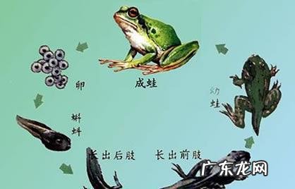 三叠尾蛙 奇异多指节蛙图片