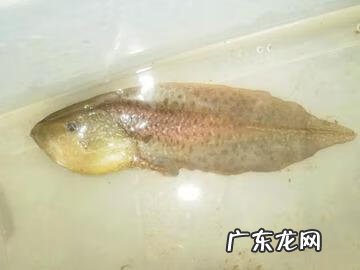 三叠尾蛙 奇异多指节蛙图片