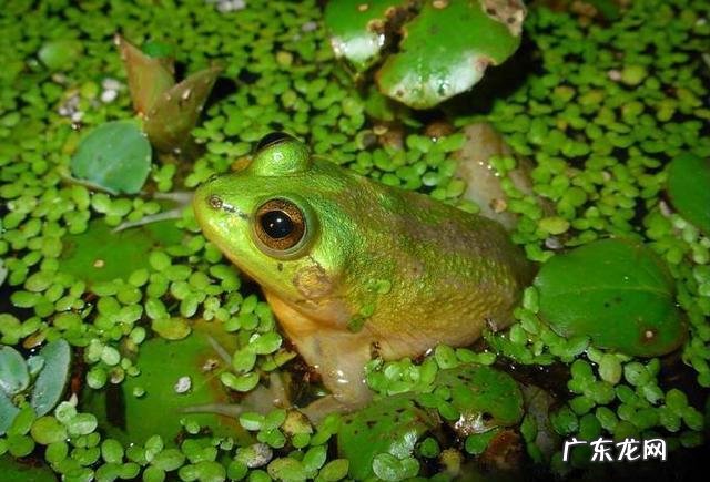 三叠尾蛙 奇异多指节蛙图片