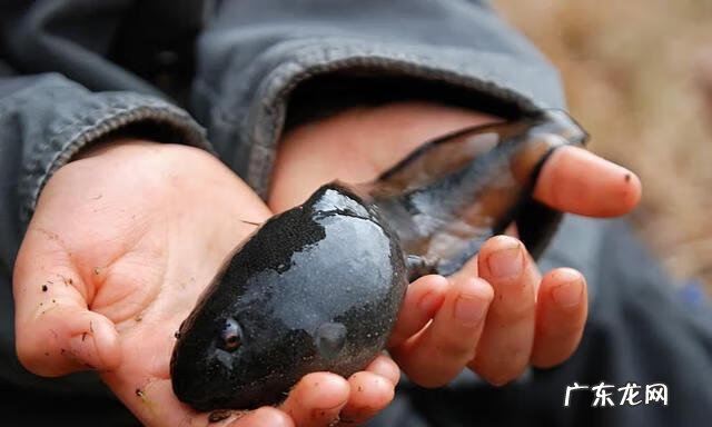 三叠尾蛙 奇异多指节蛙图片