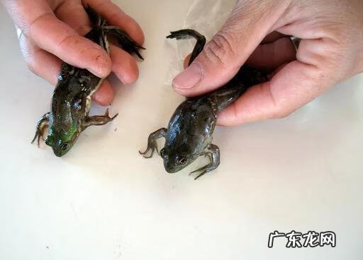 三叠尾蛙 奇异多指节蛙图片