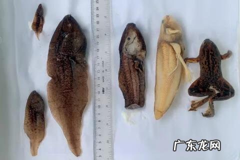 三叠尾蛙 奇异多指节蛙图片