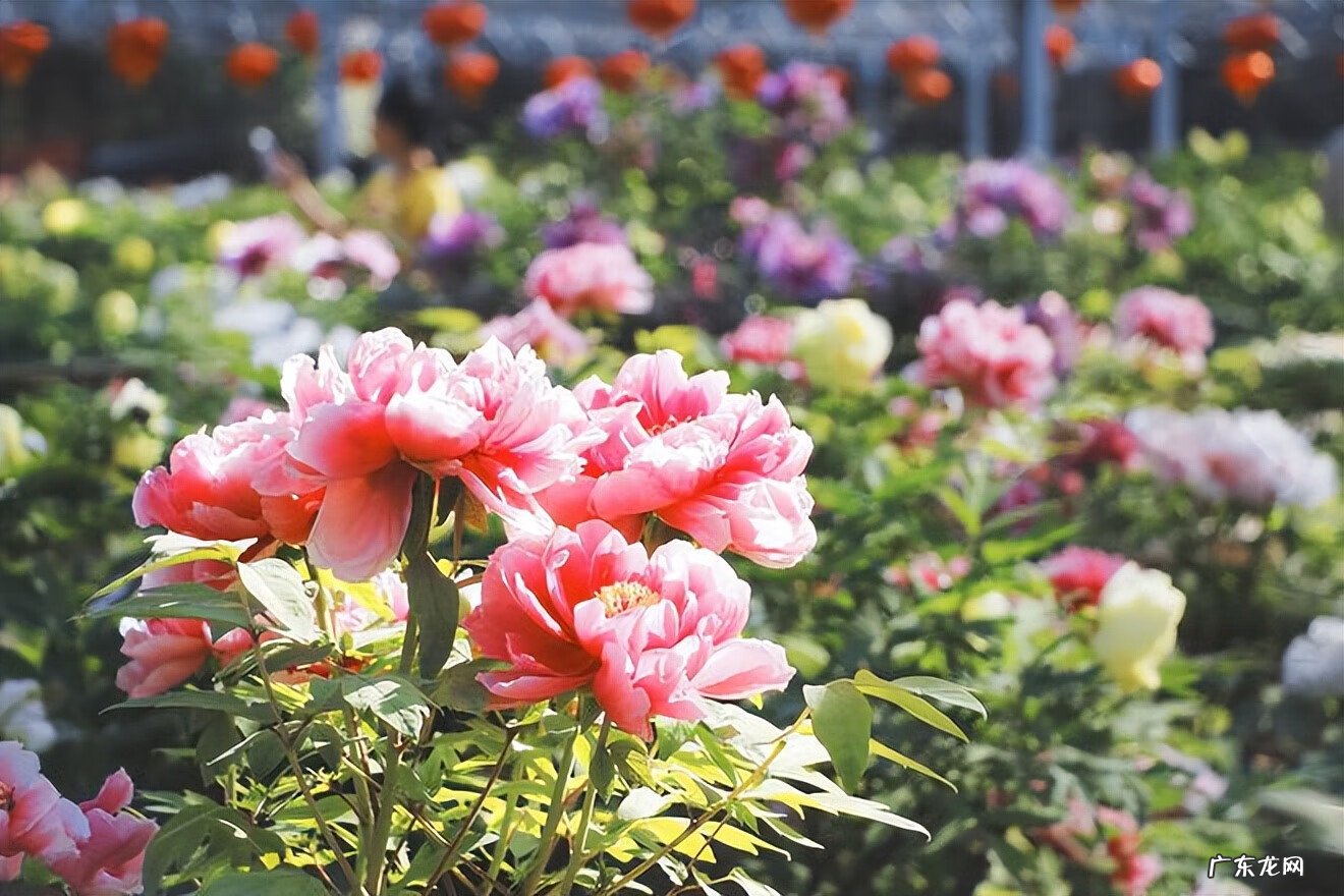 4月去哪里旅游比较好 4月去哪里旅游最好玩?