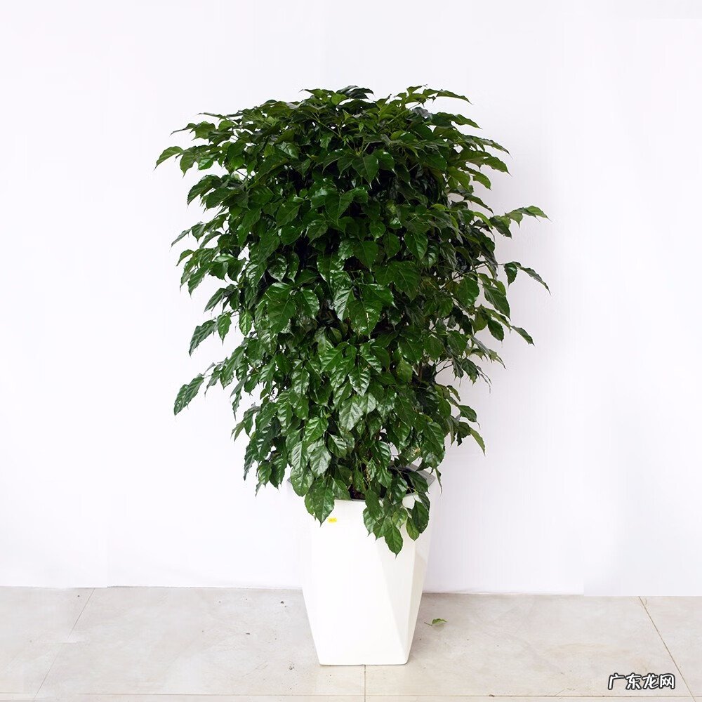 绿宝招财树的风水作用 绿宝树的风水作用