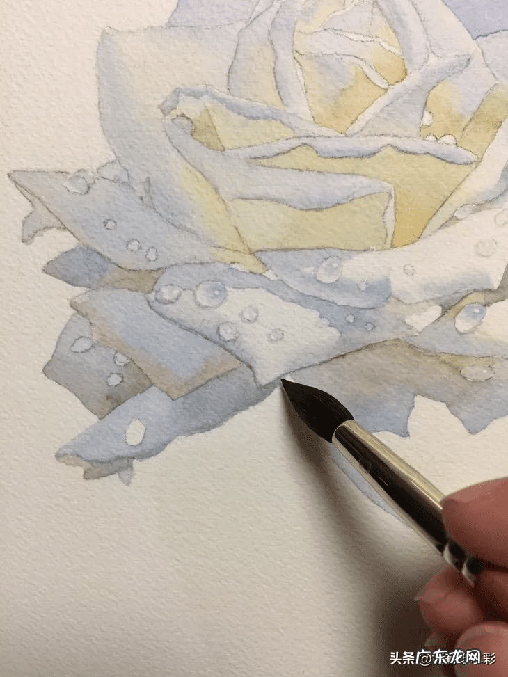 白玫瑰油画 白玫瑰花怎么画