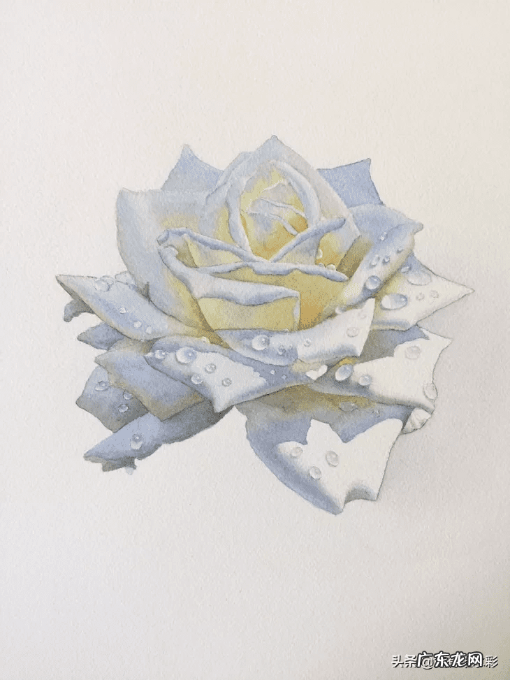 白玫瑰油画 白玫瑰花怎么画