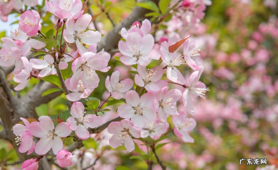 不负春光不负卿是什么意思? 不负春光,不负卿