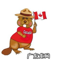 加拿大的动物国宝是什么 加拿大动物国宝海狸英文怎么说