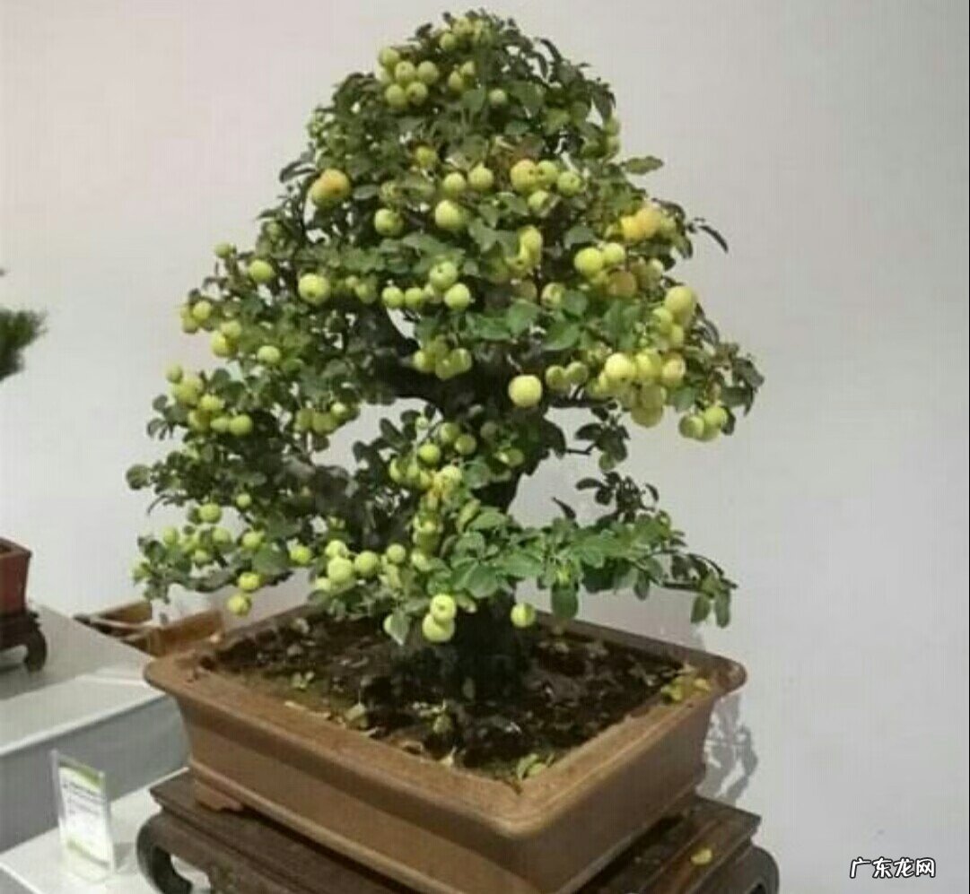 长寿果盆景果实能吃吗 盆景长寿果