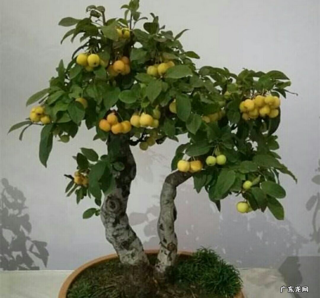 长寿果盆景果实能吃吗 盆景长寿果