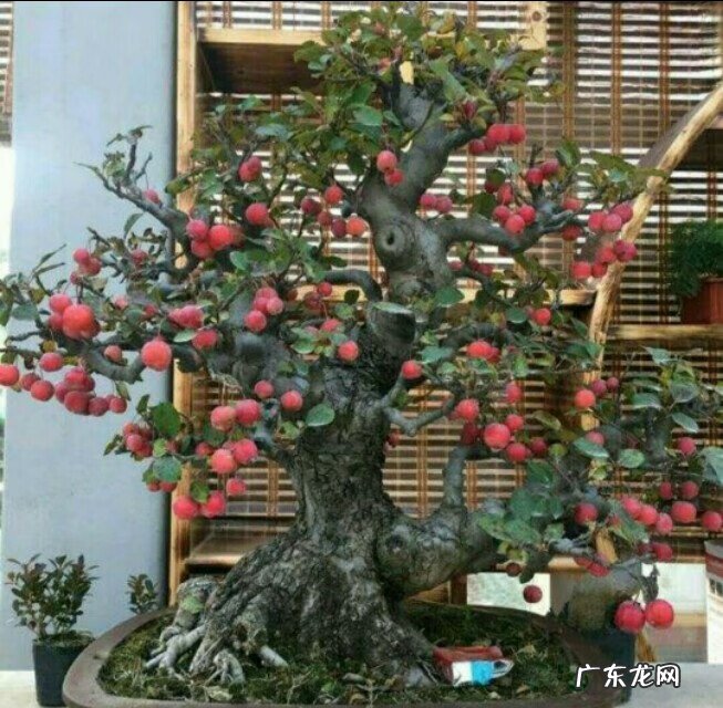 长寿果盆景果实能吃吗 盆景长寿果