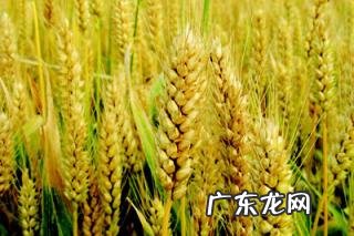 2021年农村小麦补贴几月份发放 2021年小麦补贴款什么时间下来山东