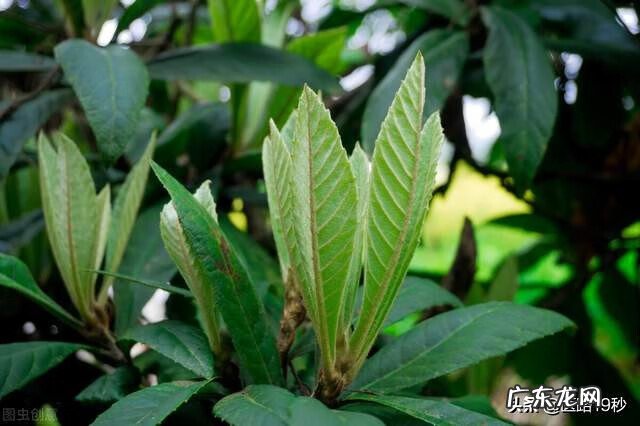 枇杷性温还是性寒 枇杷是凉性的还是热性的枇杷