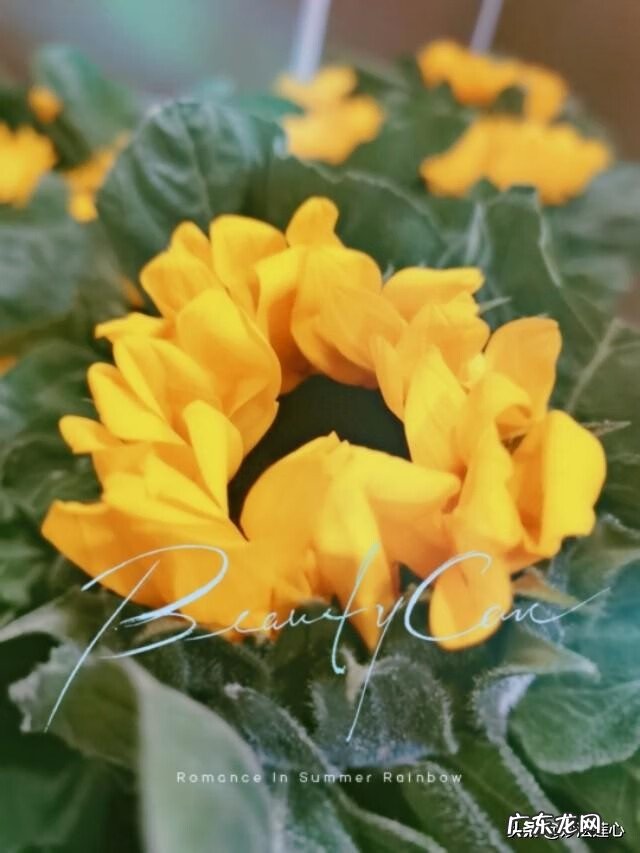 向日葵在风水中怎么说 向日葵摆放风水