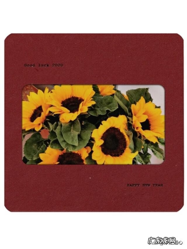 向日葵在风水中怎么说 向日葵摆放风水