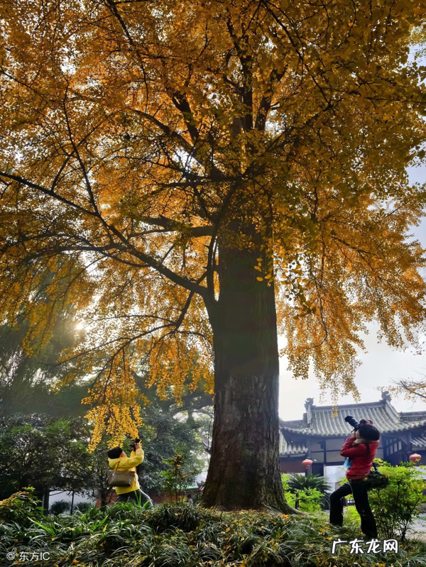家里养银杏盆栽风水 银杏树盆栽风水禁忌