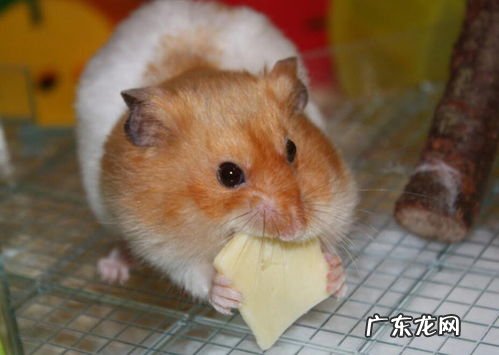 仓鼠名字大全可爱男 好听的仓鼠名字大全集英文版