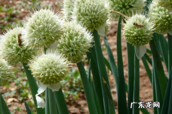 葱白又叫什么 葱白是什么颜色