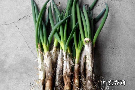 葱白又叫什么 葱白是什么颜色