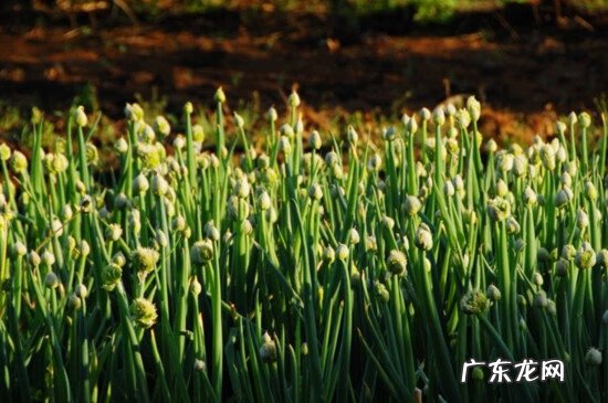 葱白又叫什么 葱白是什么颜色