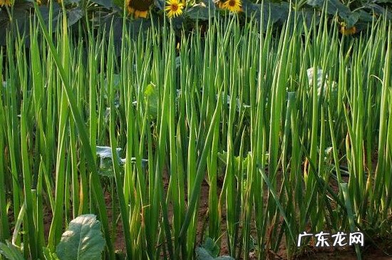 葱白又叫什么 葱白是什么颜色