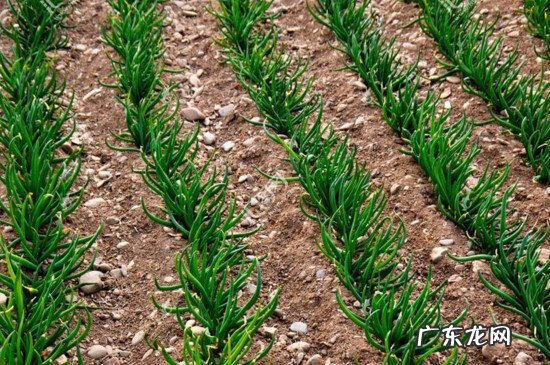 葱白又叫什么 葱白是什么颜色