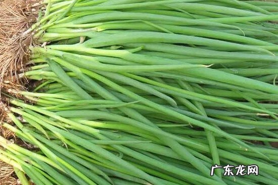 葱白又叫什么 葱白是什么颜色