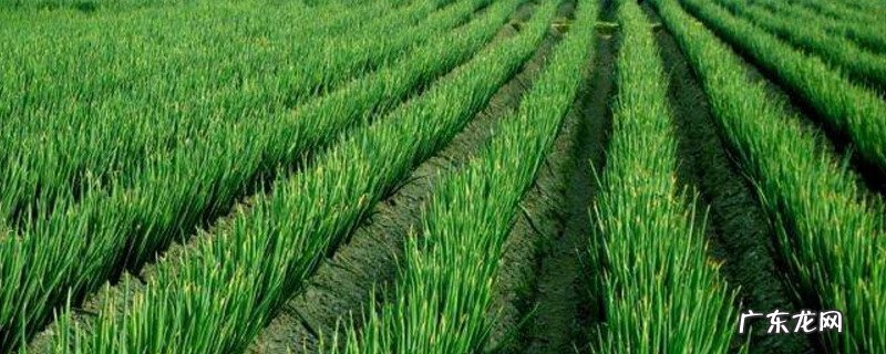 葱白又叫什么 葱白是什么颜色