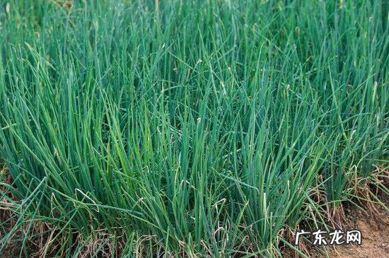 葱白又叫什么 葱白是什么颜色