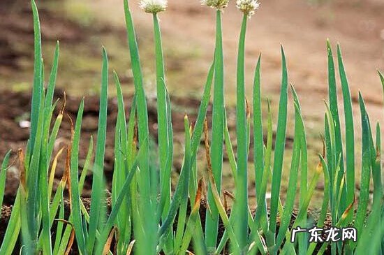 葱白又叫什么 葱白是什么颜色