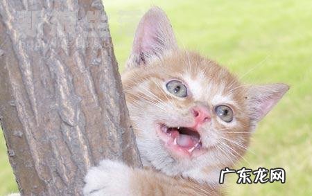 小猫几个月换牙(猫咪换牙顺序图解 小猫从几个月开始换牙,猫猫在几个月的时候换牙)