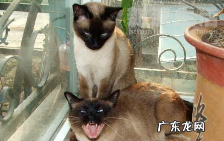 小猫几个月换牙(猫咪换牙顺序图解 小猫从几个月开始换牙,猫猫在几个月的时候换牙)