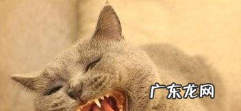 小猫几个月换牙(猫咪换牙顺序图解 小猫从几个月开始换牙,猫猫在几个月的时候换牙)