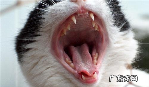 小猫几个月换牙(猫咪换牙顺序图解 小猫从几个月开始换牙,猫猫在几个月的时候换牙)