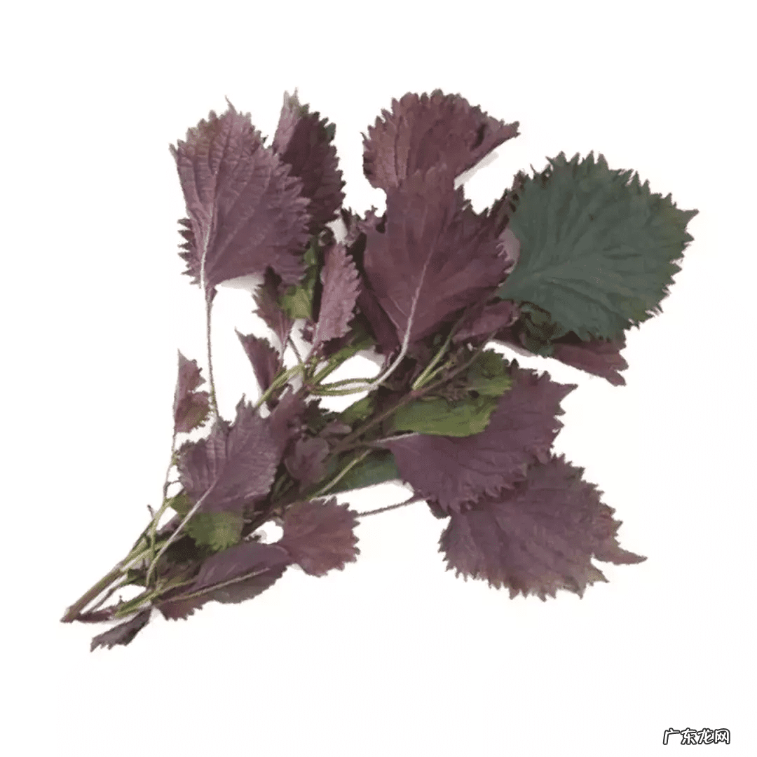 紫苏是什么 紫苏梗