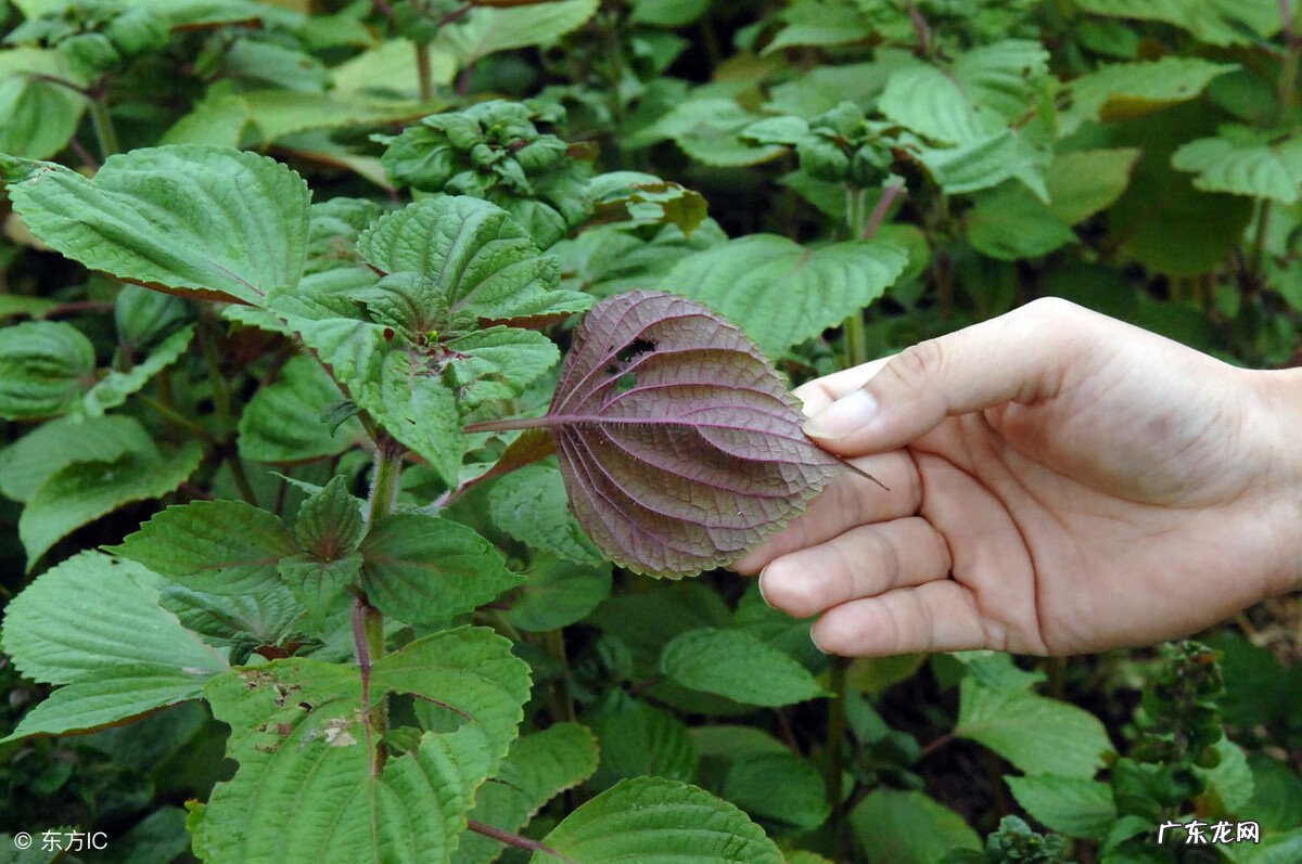 紫苏是什么 紫苏梗