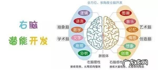 什么叫全脑开发 中国全脑开发研究院