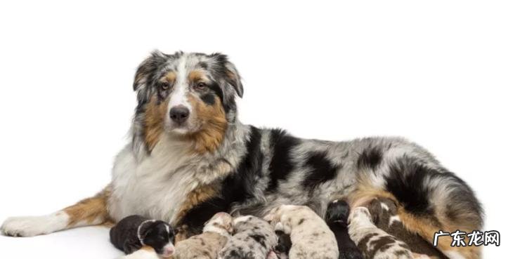 狗怀孕几个月生产(为什么狗第一胎不能要 狗怀孕要怀几个月才生,狗怀孕几个月才能生宝宝)