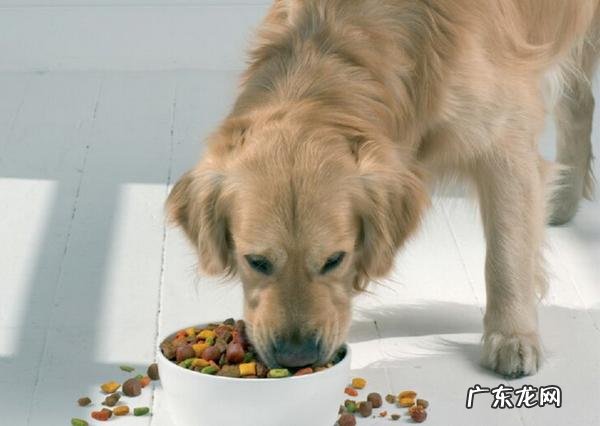 狗怀孕几个月生产(为什么狗第一胎不能要 狗怀孕要怀几个月才生,狗怀孕几个月才能生宝宝)