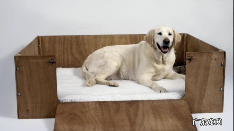 狗怀孕几个月生产(为什么狗第一胎不能要 狗怀孕要怀几个月才生,狗怀孕几个月才能生宝宝)