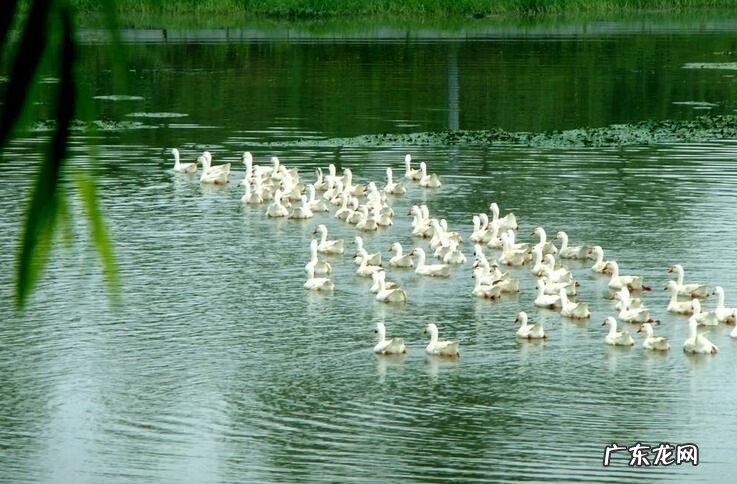 春暖什么鸭先知是几年级的诗 春风水暖鸭先知上一句